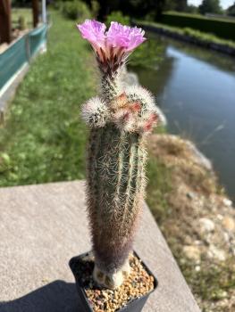 Preview: Echinocereus dasyacanthus